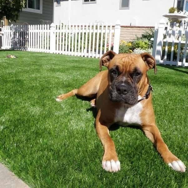 Boxer resting on synthetic turf