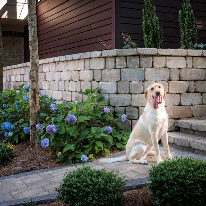 Yellow Labrador sitting on pavers in front of a stacked stone wall