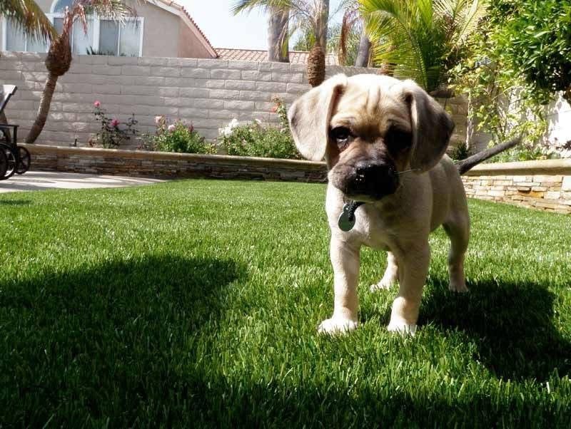 Puppy standing on clean synthetic turf in a backyard
